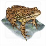 Sierra Nevada Mountain Yellow-Legged Frog illustration