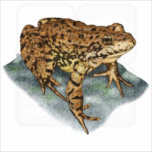 Sierra Nevada Mountain Yellow-Legged Frog illustration