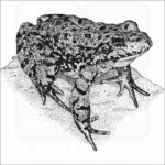 Sierra Nevada Mountain Yellow-Legged Frog