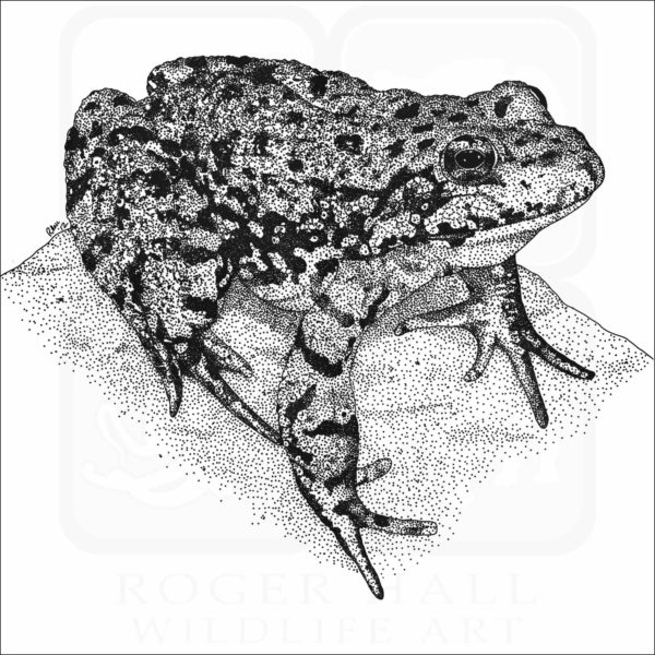 Sierra Nevada Mountain Yellow-Legged Frog