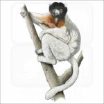Crowned Sifaka Lemur illustration