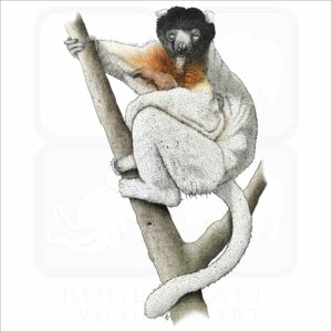 Crowned Sifaka Lemur illustration