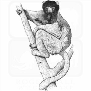 Crowned Sifaka Lemur