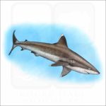 Silvertip Reef Shark illustration
