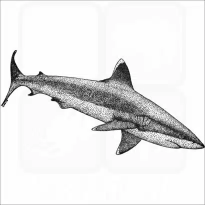 Silvertip Reef Shark
