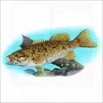 Smallmouth Bass illustration