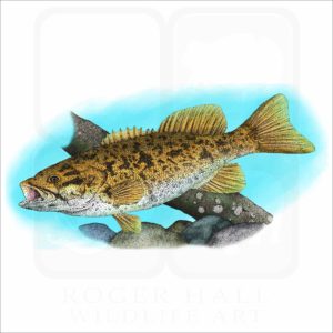 Smallmouth Bass illustration