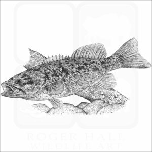 Smallmouth Bass