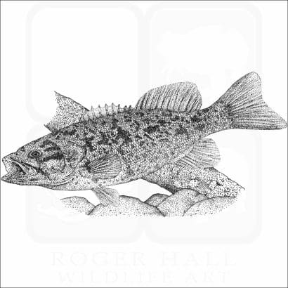 Smallmouth Bass