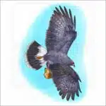 Snail Kite illustration