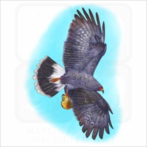 Snail Kite illustration