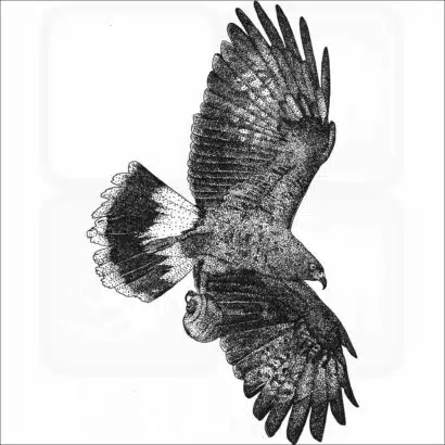 Snail Kite