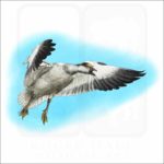 Snow Goose illustration