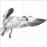 Snow Goose