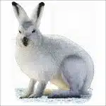 Arctic Hare illustration
