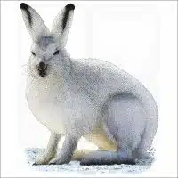 Arctic Hare illustration