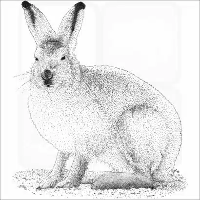 Arctic Hare black and white drawing