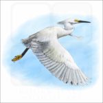 Snowy Egret illustration