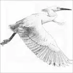 Snowy Egret