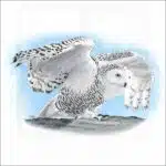 Snowy Owl illustration