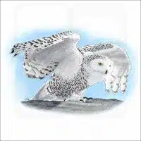 Snowy Owl illustration