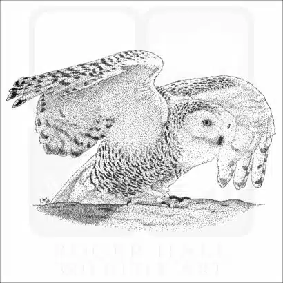 Snowy Owl
