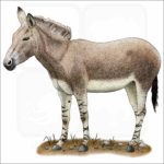 Somali Wild Donkey illustration
