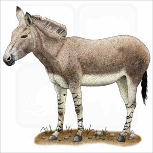Somali Wild Donkey illustration