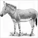 Somali Wild Donkey
