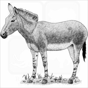 Somali Wild Donkey