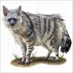 Southern Aardwolf illustration