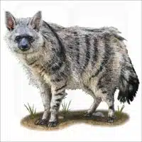Southern Aardwolf illustration