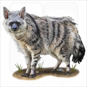 Southern Aardwolf illustration