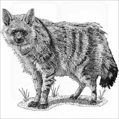 Southern Aardwolf