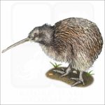 Southern Brown Kiwi illustration