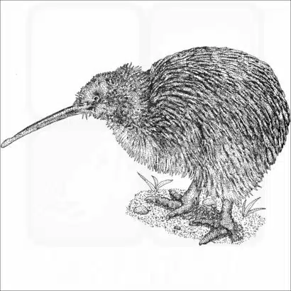 Southern Brown Kiwi