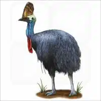 Southern Cassowary illustration