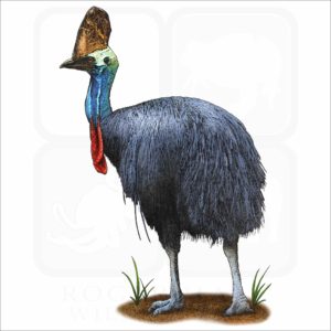 Southern Cassowary illustration