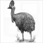 Southern Cassowary