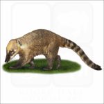 South American Coati illustration