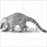 South American Coati