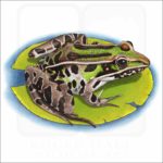 Southern Leopard Frog illustration