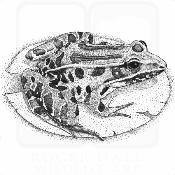 Southern Leopard Frog