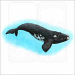 Southern Right Whale illustration