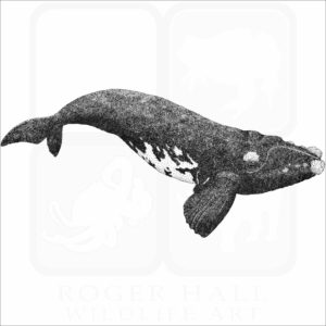 Southern Right Whale