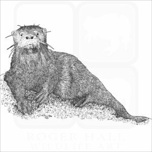 Southern River Otter