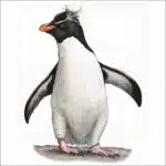Southern Rockhopper Penguin illustration