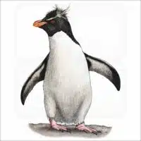 Southern Rockhopper Penguin illustration