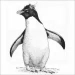 Southern Rockhopper Penguin