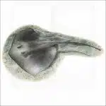 Southern Stingray illustration